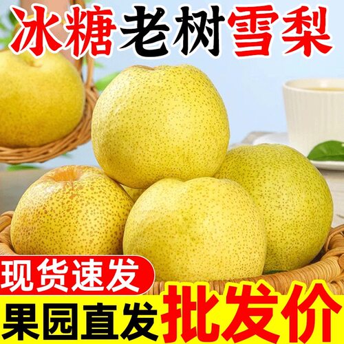 正宗冰糖雪梨新鲜当季梨子应季孕妇水果现发现发整箱包邮秋月水梨