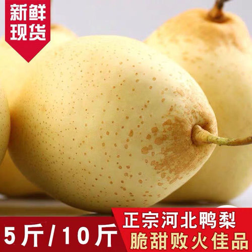 正宗河北鸭梨10斤新鲜水果当季整箱梨子新鲜赵县鸭梨雪梨现摘现发