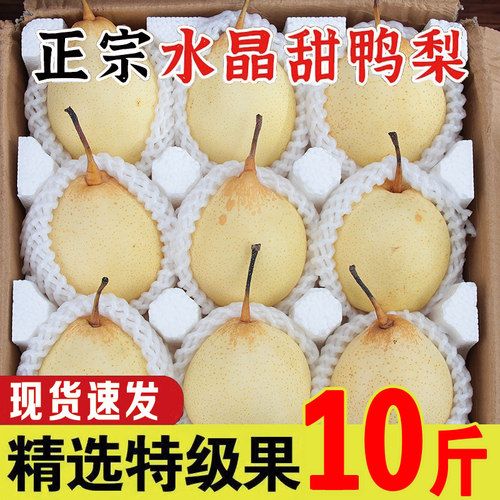 正宗河北鸭梨10斤新鲜梨子应当季现摘脆甜水晶梨雪梨鸭梨大果包邮