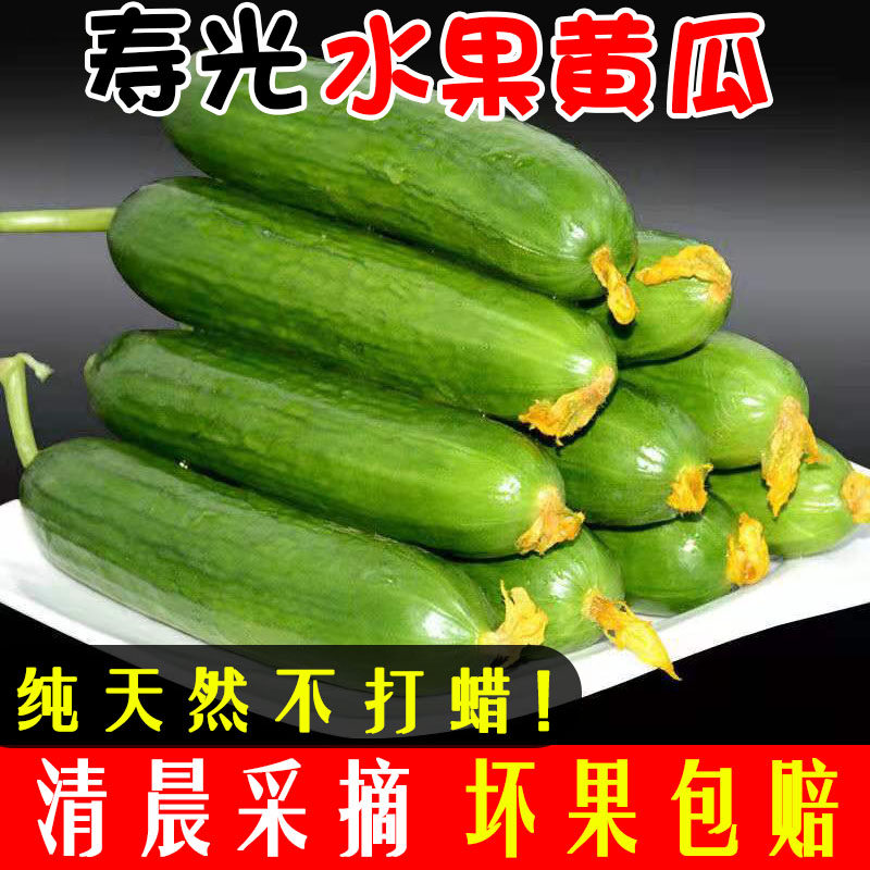 山东寿光新鲜水果黄瓜3/5斤荷兰小青瓜时令蔬菜生吃