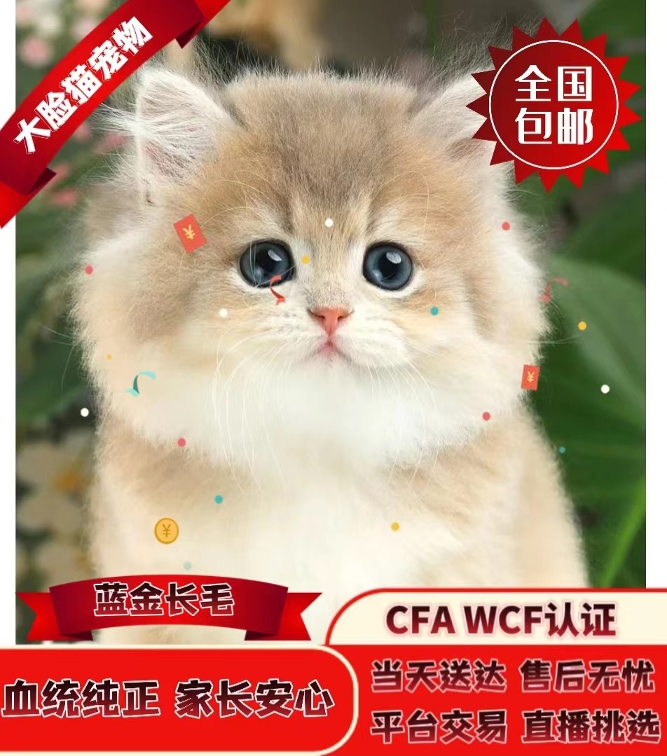 精品宠物级蓝金短毛