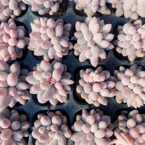 桃蛋 桃之卵 多肉婴儿手指 多肉植物8.8元10颗桃蛋 超萌组合盆栽