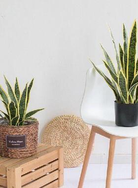 32/37Cm Sansevieria Branch Artificial Plants Indoor