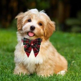 Bow Small Tie For Dogs Collars Dog