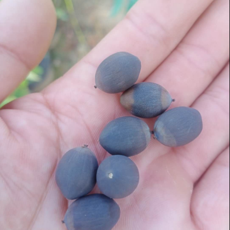 微型碗莲小型荷花迷你莲花混色种籽子阳台庭院花卉水生水培植物