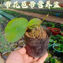 微型碗莲种藕根茎成品苗带花苞迷你小荷花小微莲水培水生观赏植物