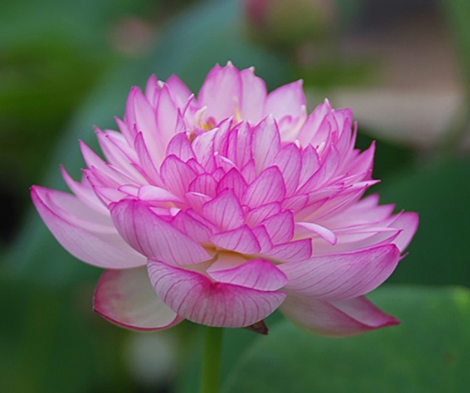 微型碗莲种藕迷你小型荷花苗根茎藕鞭室内外观赏水生植物莲花盆栽