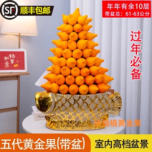 五代同堂黄金果盆栽插花年宵花五代果盆栽开业店庆盆景招财进宝