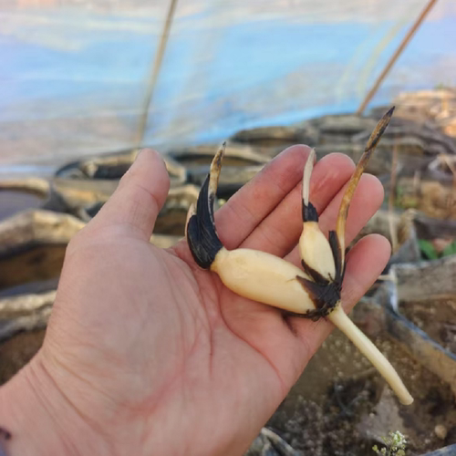 微型碗莲种藕根茎四季开花