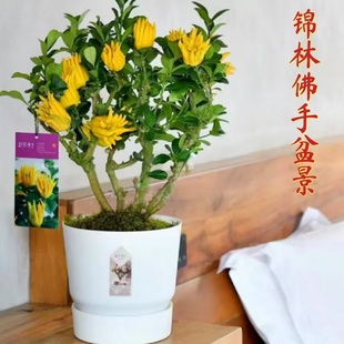 佛手树盆栽带果金华佛手柑树苗可食用室内外阳台庭院四季花卉绿植
