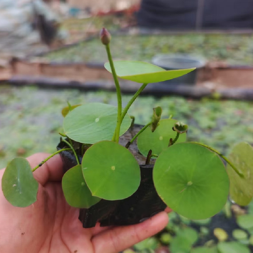 微型碗莲种藕根茎带花苞