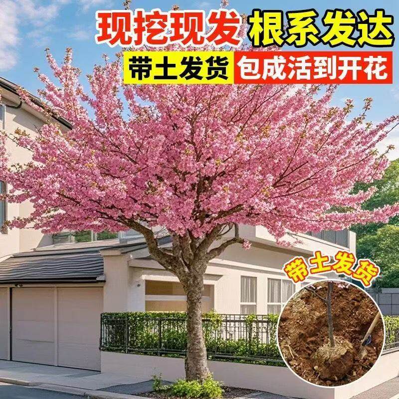 日本樱花树苗庭院大型小苗盆栽地栽四季南北方种植风景树绿化树苗