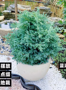 蓝湖柏蓝色波尔瓦皮球柏类盆栽雾松耐寒四季常青别墅庭院花镜植物