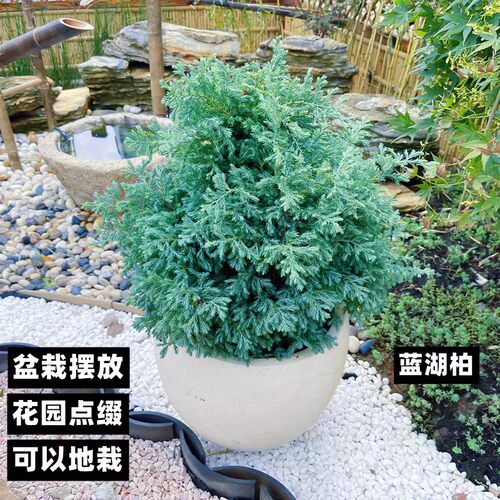 蓝湖柏庭院植物四季常青花镜植物