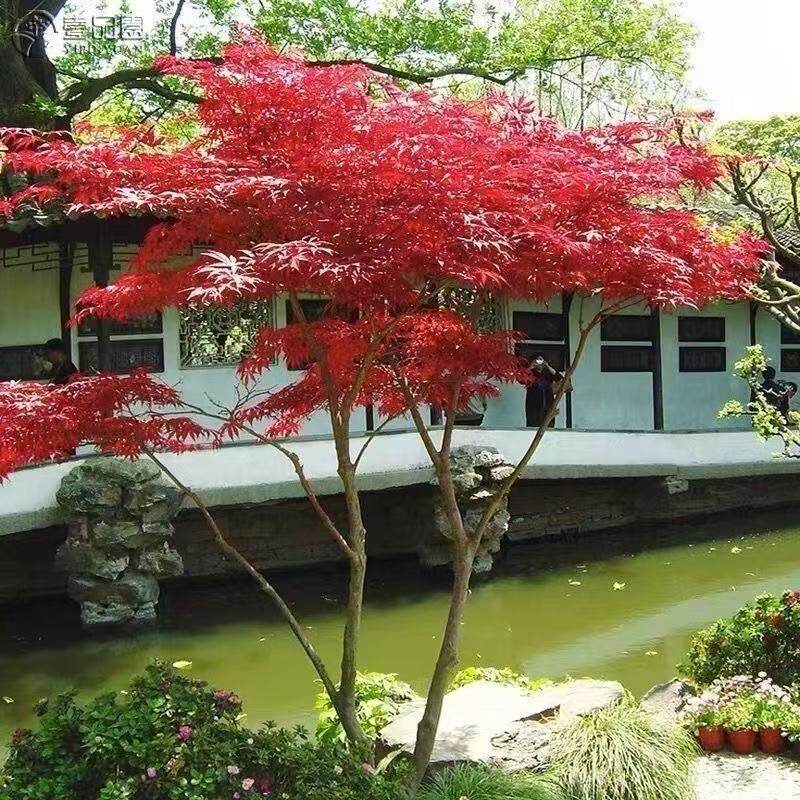 红枫树苗庭院中国红枫红舞姬日本红枫苗花卉植物别墅庭院花镜设计