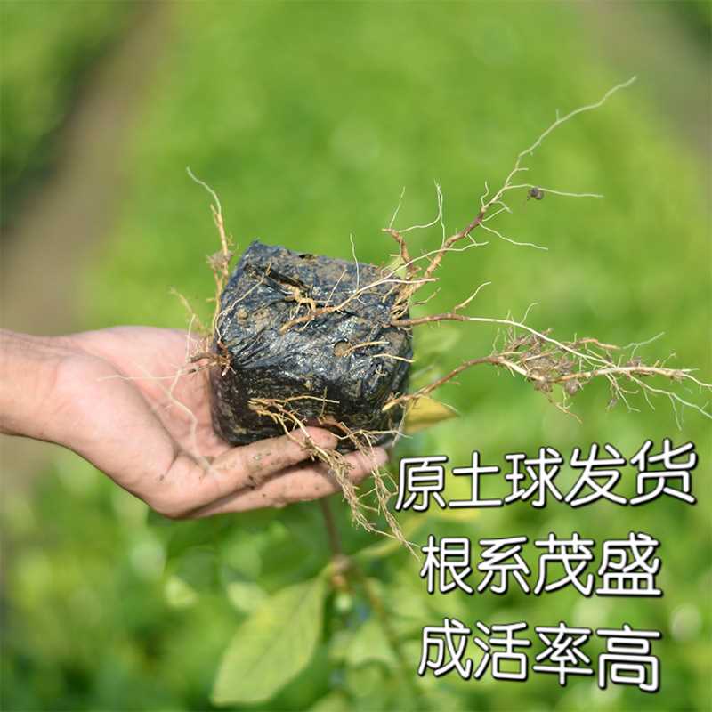 栀子花树苗大叶栀子花苗浓香型栀子花苗小叶栀子花室外庭院地栽苗