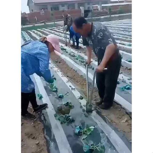 栽苗神器打孔器西瓜苗移栽机种菜工具农用烤烟种菜辣椒玉米移苗器