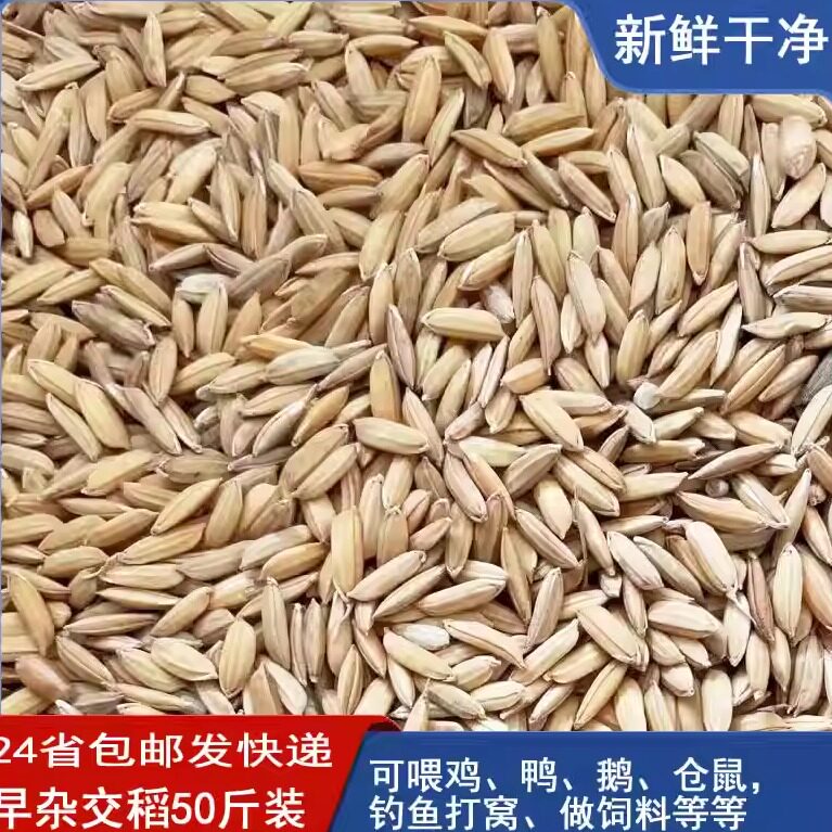农家自种稻谷新鲜籼稻谷子杂交水稻喂鸡鸭鹅鸽子鸟仓鼠饲料粮50斤