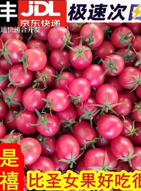 山东千禧果小番茄新鲜水果好吃樱桃千玺圣女果小西红柿蔬菜包邮