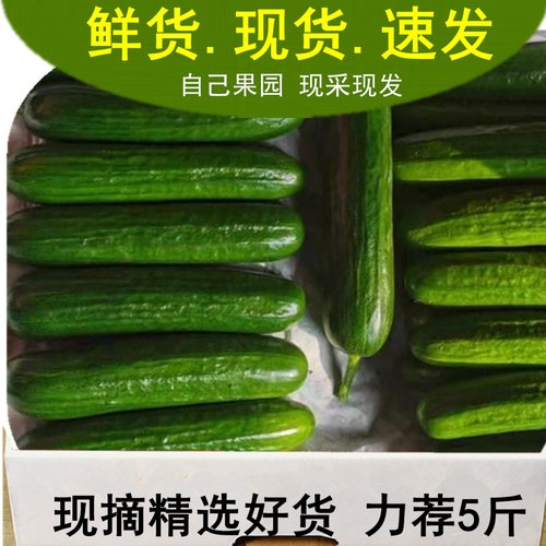 富涛水果黄瓜潍坊产地直销