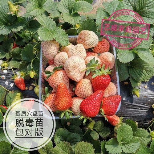 草莓苗包对版草莓穴盘苗带土坨四季草莓白草莓黑珍珠慕颜白露隋珠
