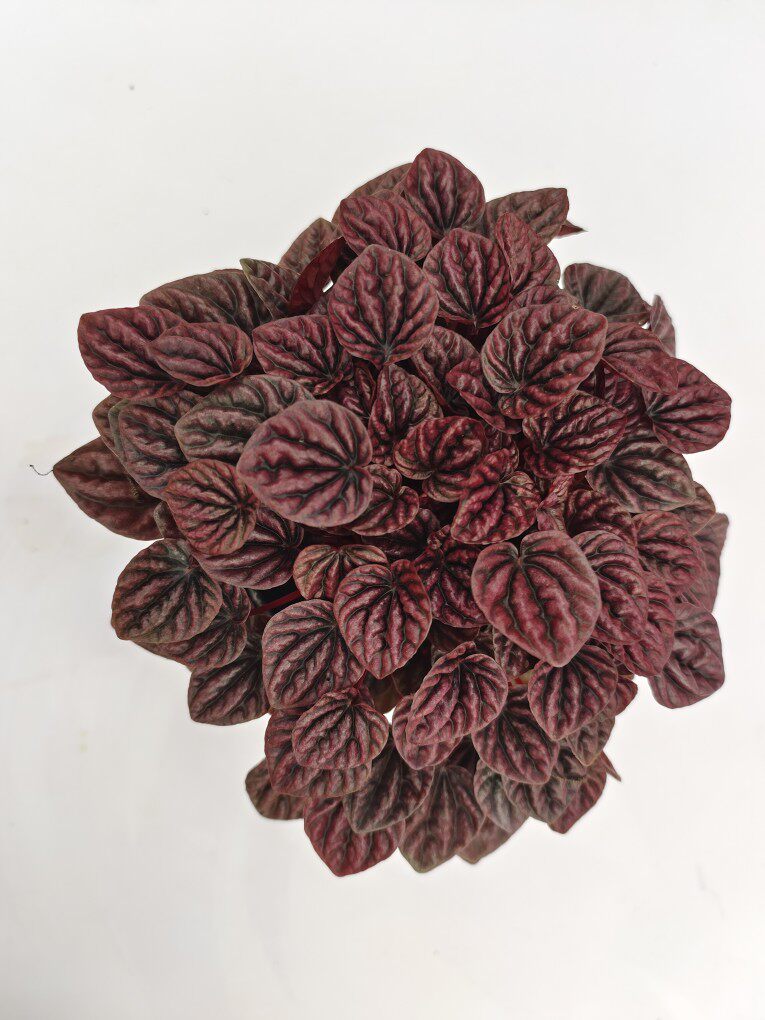 红宝石(红美人)观叶椒草绿植热植防辐射净化空气美化环境好养