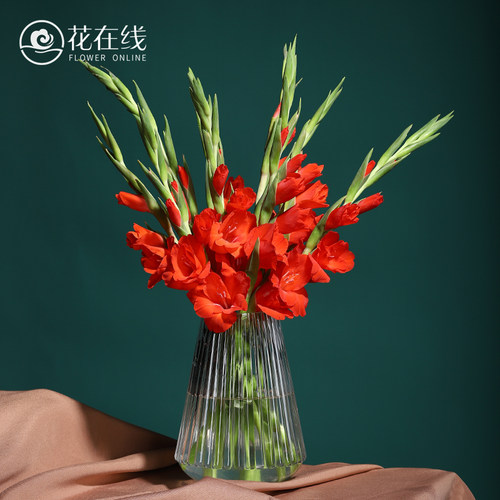 剑兰鲜花素材模板 剑兰鲜花图片下载 小麦优选