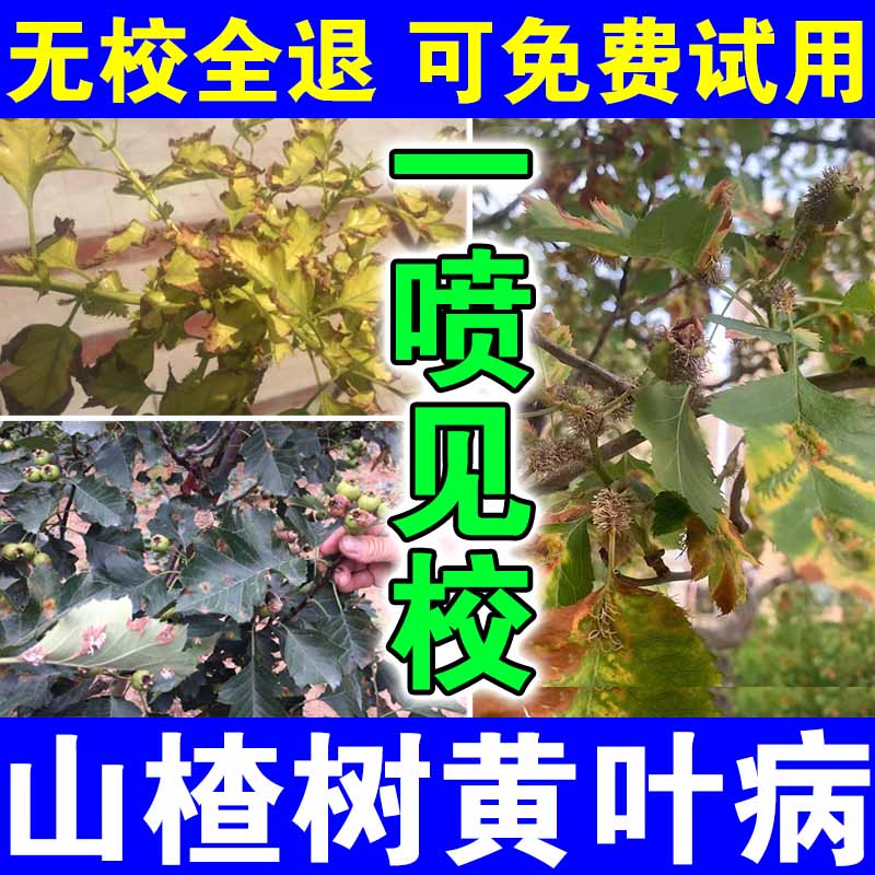 山楂树锈病农药黄叶病专用药杀菌剂治叶子发黄斑白粉炭疽病杀虫药