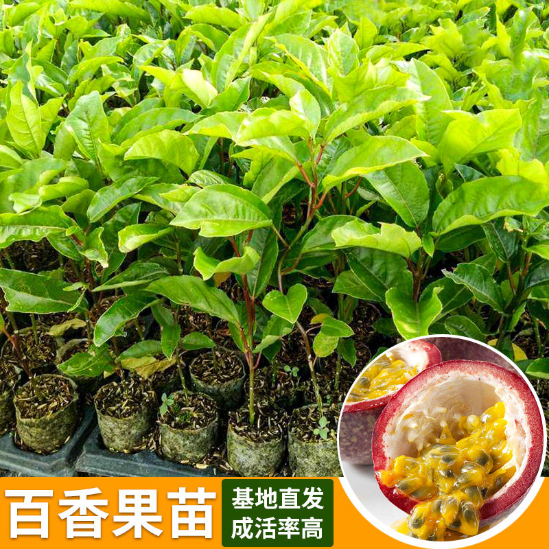 百香果苗种籽正宗紫香一号黄金百香果树苗鸡蛋西番莲果树苗  四季