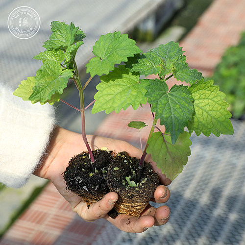 鼠尾草牛至甜叶菊盆栽食用种子