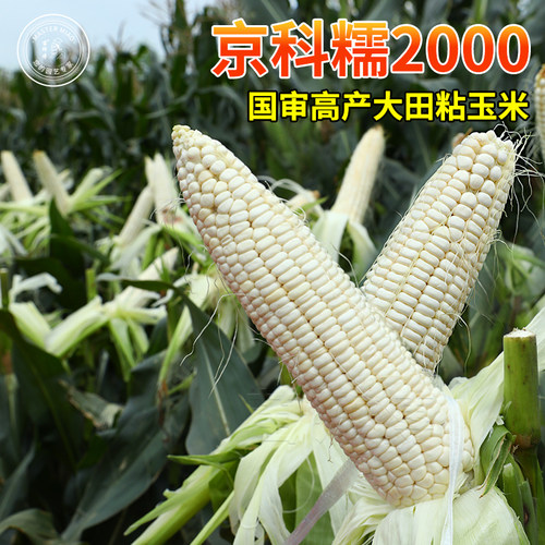 京科2000玉米种子高产四季