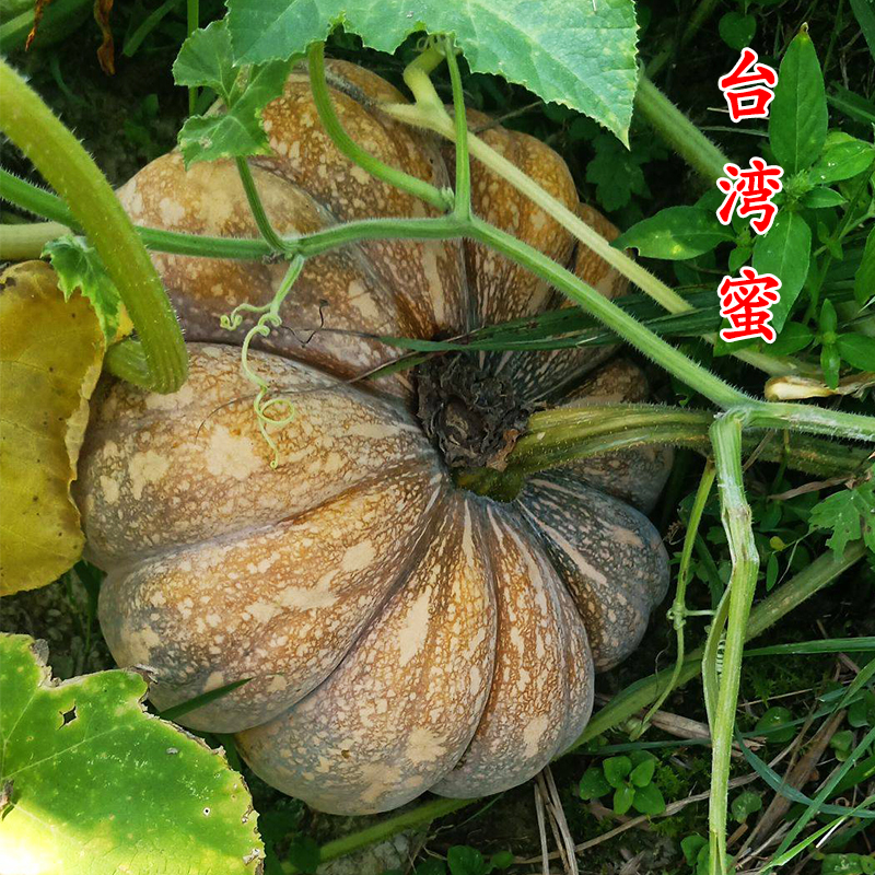 台湾南瓜种子磨盘板栗扁圆农家