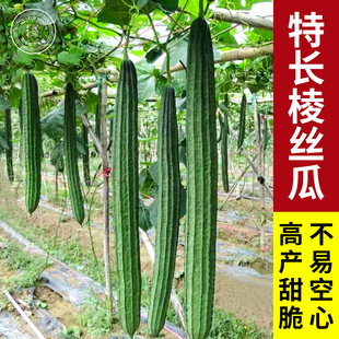 特长棱丝瓜角丝瓜苗肉水丝瓜苗秧幼苗盆栽四季蔬菜种孑子菜种籽苗