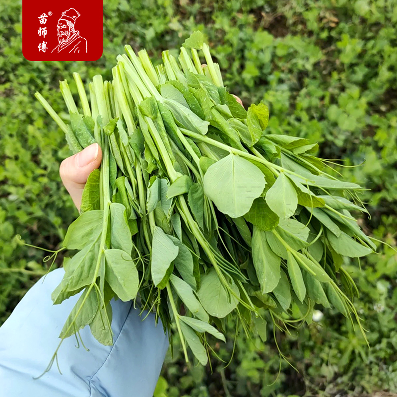 豌豆种苗种种子龙须菜芽苗