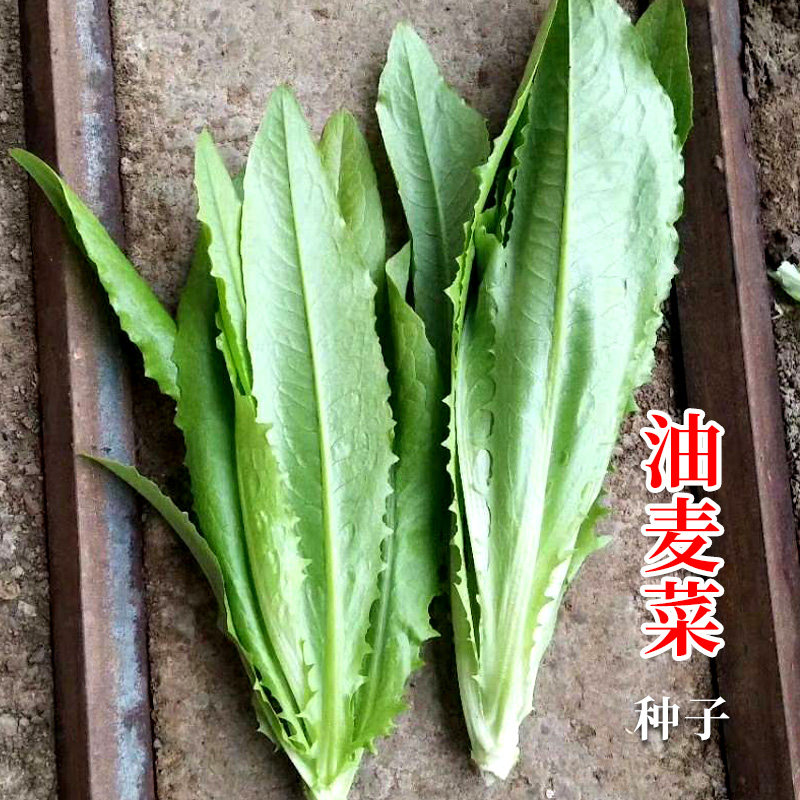 油麦菜菜籽种子菜种耐寒青菜秋冬季四季盆栽农家蔬菜种籽孑大全