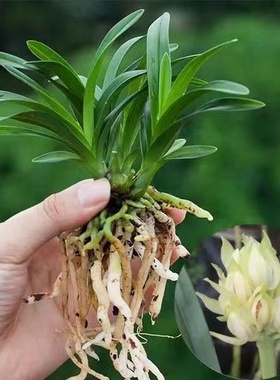 宽叶矮种 超香兰花 宝莲灯 建兰四季兰花卉盆栽绿植好养兰花苗