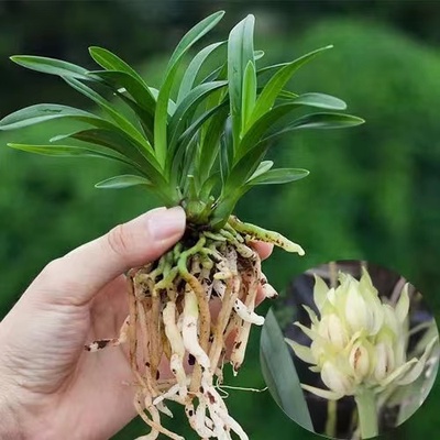 宽叶矮种 超香兰花 宝莲灯 建兰四季兰花卉盆栽绿植好养兰花苗