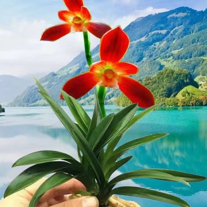 宽叶矮种 超香兰花 红荷红 建兰四季兰花卉盆栽绿植好养兰花苗