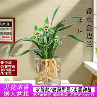 水培金边兰花苗室内植物浓香型四季建花卉耐寒植物冬季带花苞开花