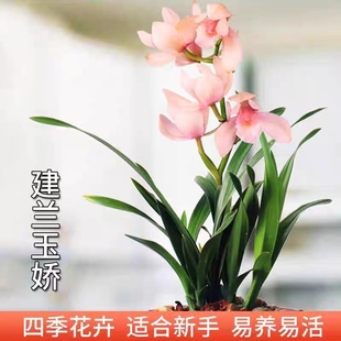 宽叶矮种 超香兰花 玉娇 建兰四季兰花卉盆栽绿植好养兰花苗