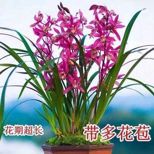 冬季带香味花苞 建兰四季兰紫霞仙子 名贵兰花苗好养易活浓香型兰