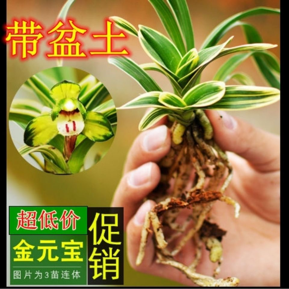 迷你 金边矮种宽叶 兰花金元宝玉玲珑凤凰冠 夏长花苞