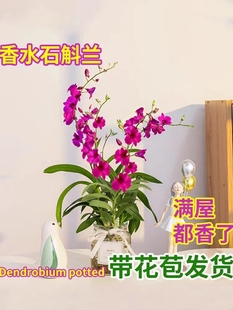 现带多花出售 红泼墨石斛兰花苗 桌面精致盆栽好养室内外花卉绿植