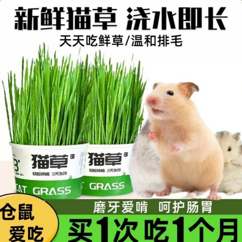 仓鼠食用草猫草盆栽轻松排毛化毛