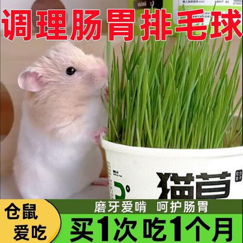 金丝熊仓鼠零食鼠草化毛排毛草