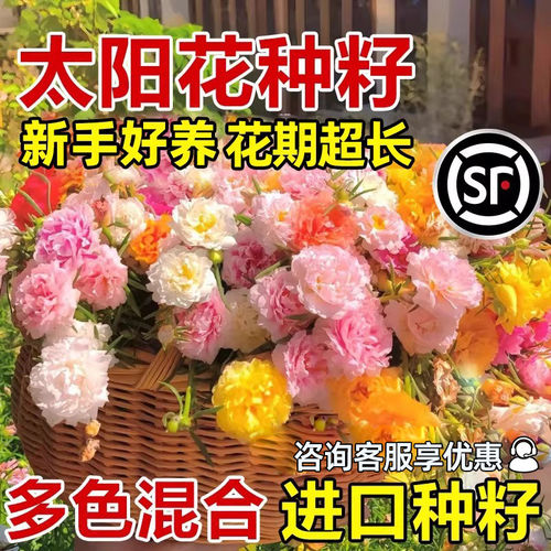 重瓣太阳花种孑籽子四季播种易活花卉植物室内阳台室外盆栽苗花籽