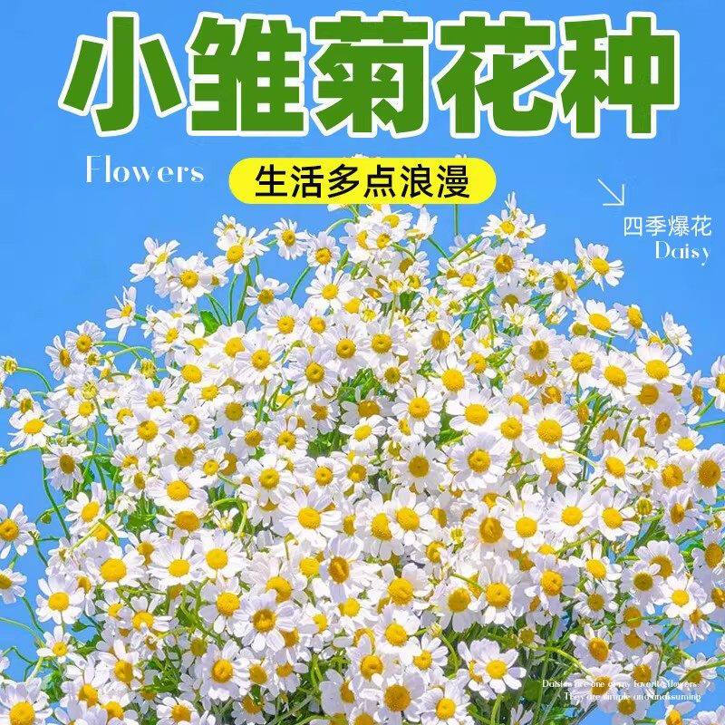 小雏菊花种子洋甘菊花籽室内外阳台花卉盆栽四季可播种开花种籽子