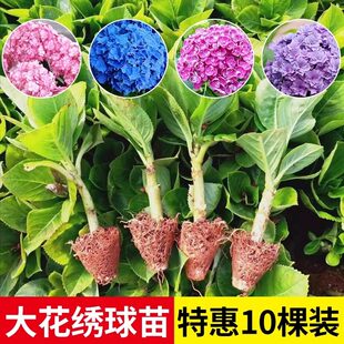 云南直发 绣球花苗小苗10棵易活 阳台盆栽大花易活植物无尽夏