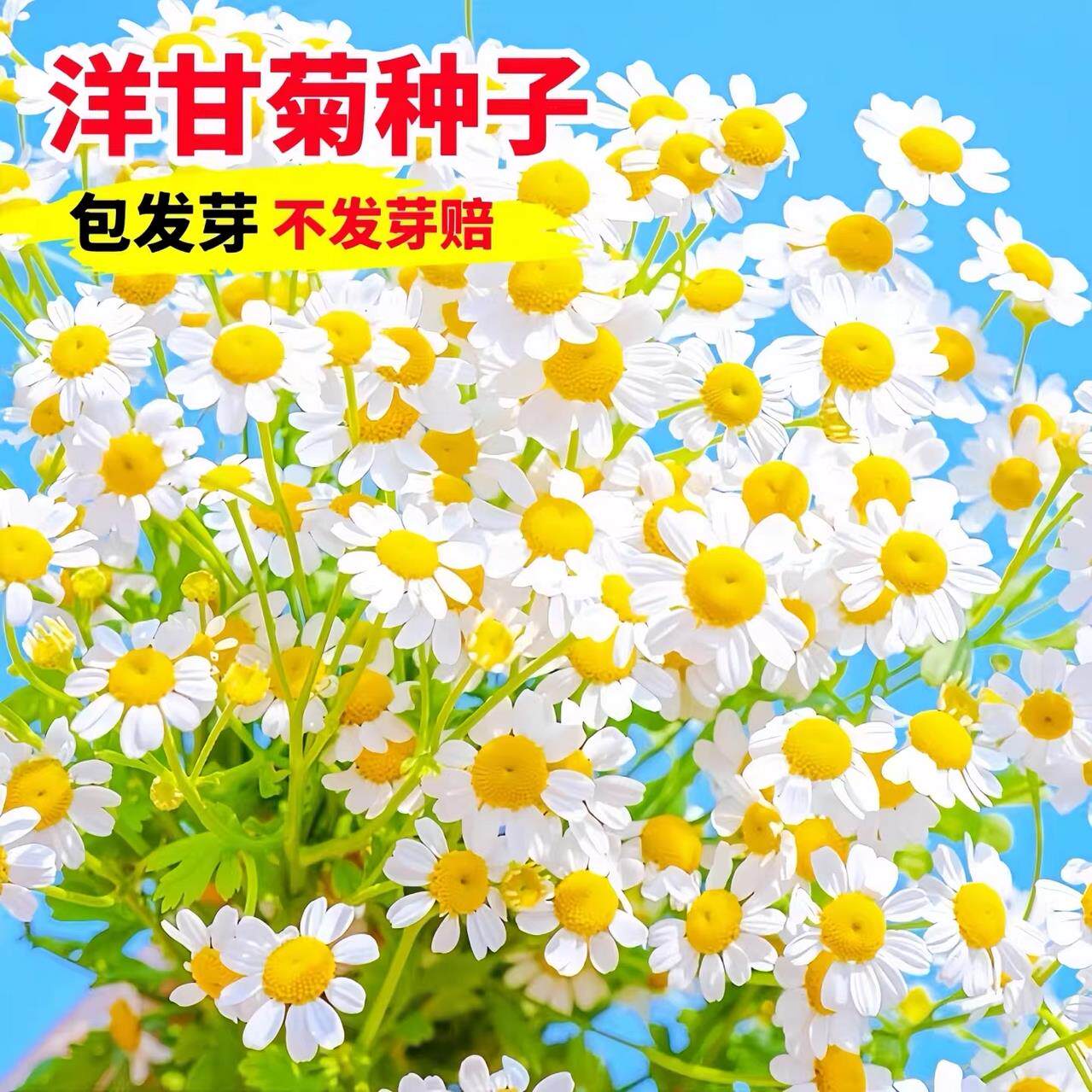小雏菊种子洋甘菊花种籽子室内阳台花卉盆栽植物花卉四季播种开花