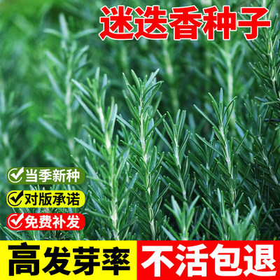 迷迭香种子罗勒四季常青驱蚊阳台迷迭香盆栽可食用煎牛排香草种籽